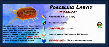 Porcellio Laevis Orange Isopod Bin Label